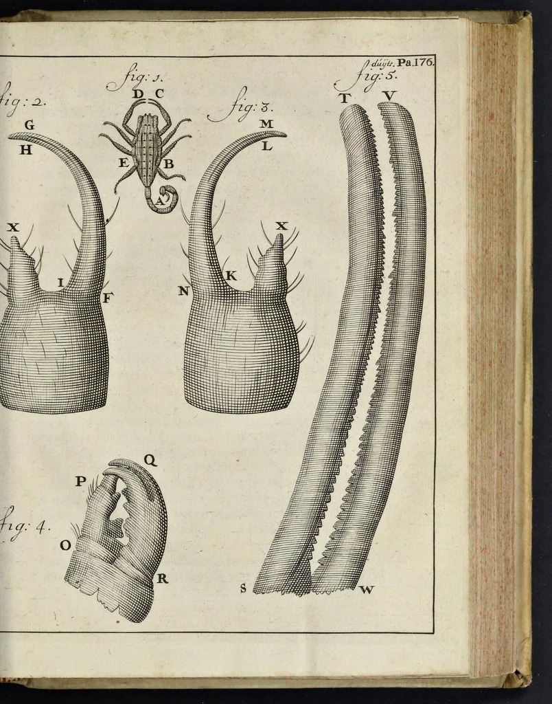 An illustration from Leeuwenhoeks werken, 1684, leaf 590