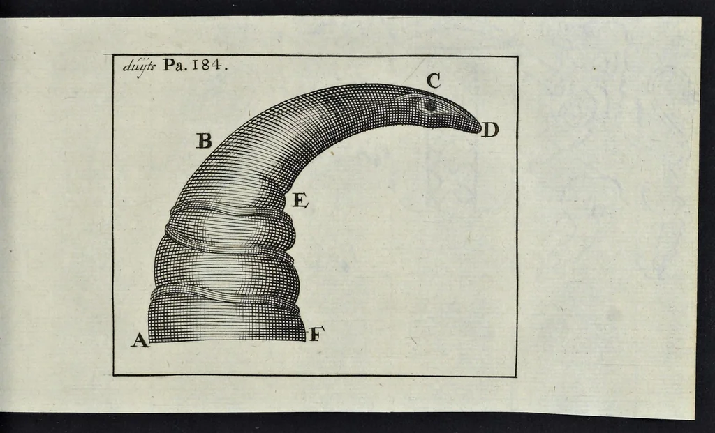 An illustration from Leeuwenhoeks werken, 1684, leaf 600