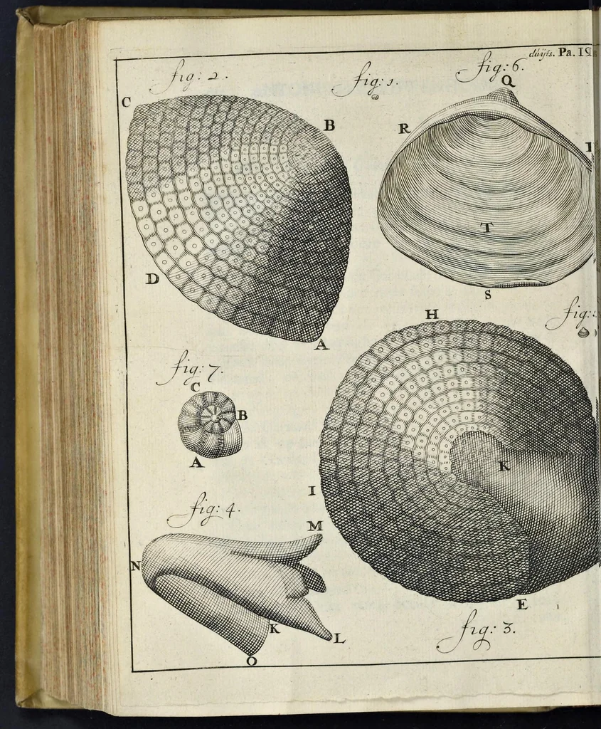 An illustration from Leeuwenhoeks werken, 1684, leaf 607