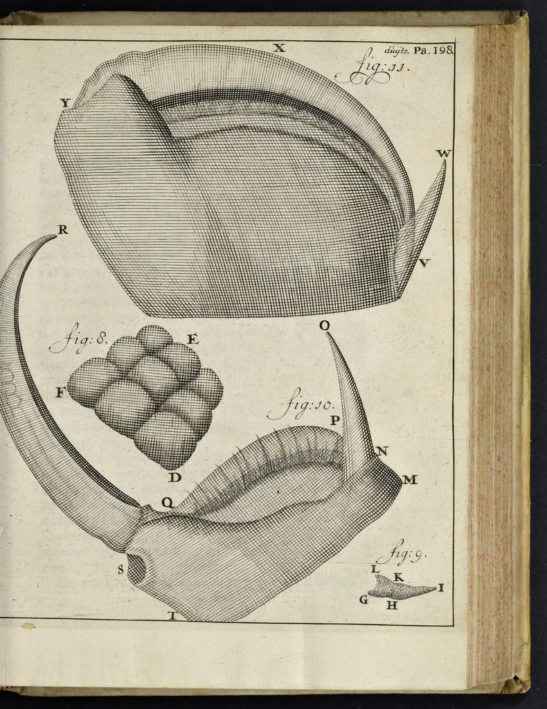 An illustration from Leeuwenhoeks werken, 1684, leaf 616