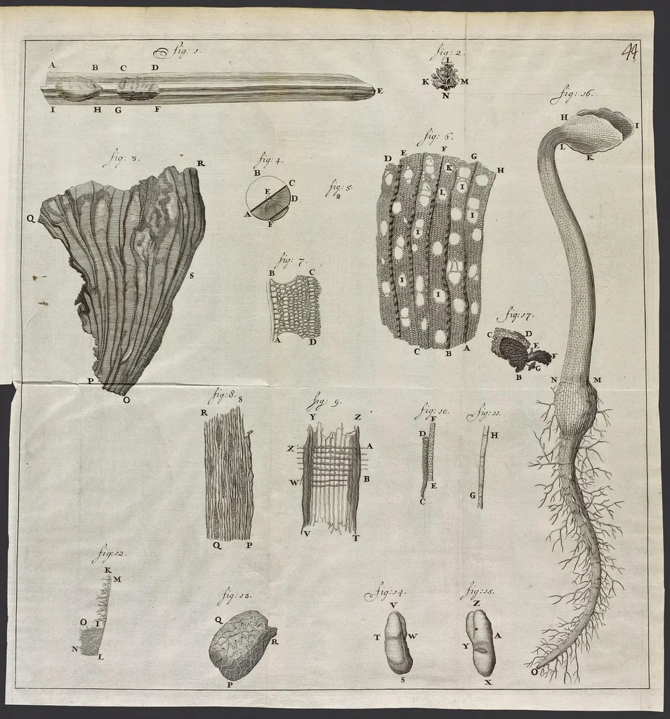 An illustration from Leeuwenhoeks werken, 1684, leaf 64
