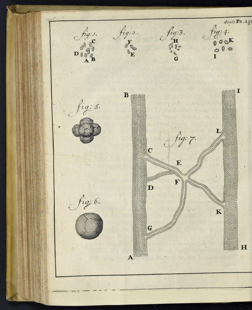 An illustration from Leeuwenhoeks werken, 1684, leaf 649