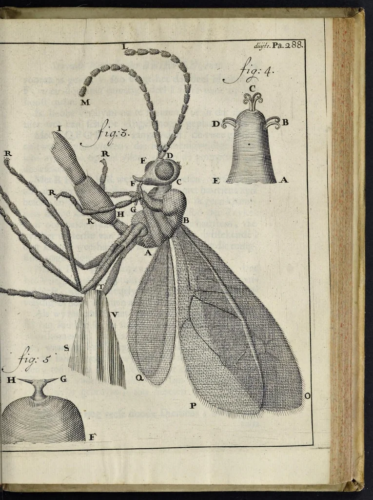 An illustration from Leeuwenhoeks werken, 1684, leaf 712
