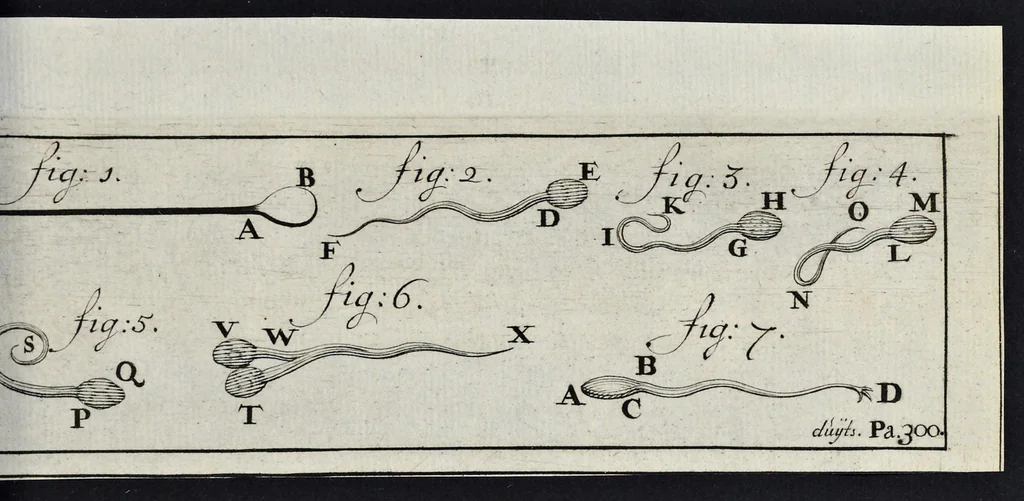An illustration from Leeuwenhoeks werken, 1684, leaf 726