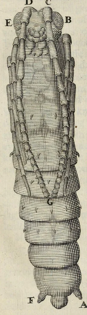 An illustration from Leeuwenhoeks werken, 1684, leaf 738