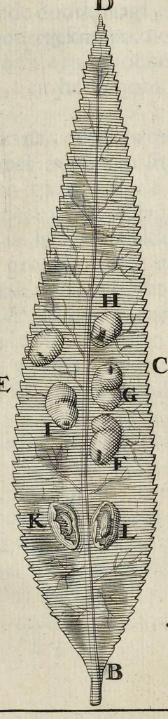 An illustration from Leeuwenhoeks werken, 1684, leaf 738