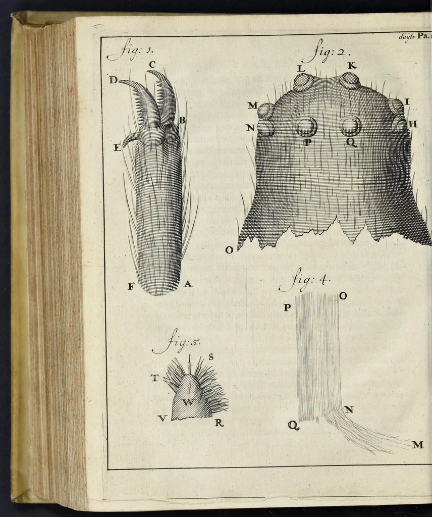 An illustration from Leeuwenhoeks werken, 1684, leaf 763