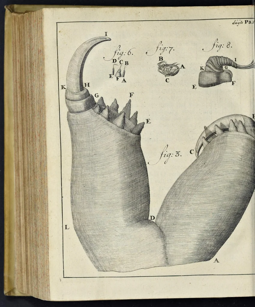 An illustration from Leeuwenhoeks werken, 1684, leaf 767