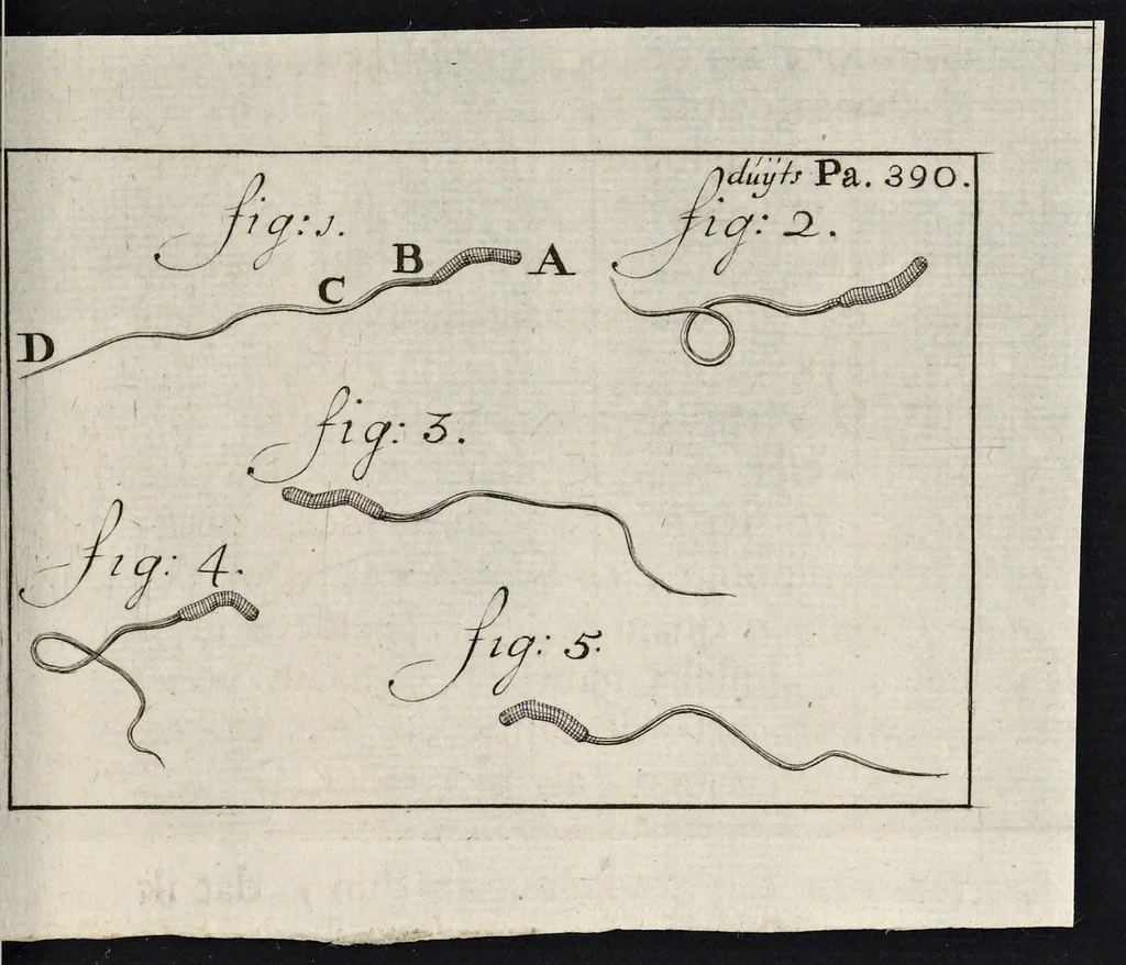 An illustration from Leeuwenhoeks werken, 1684, leaf 824
