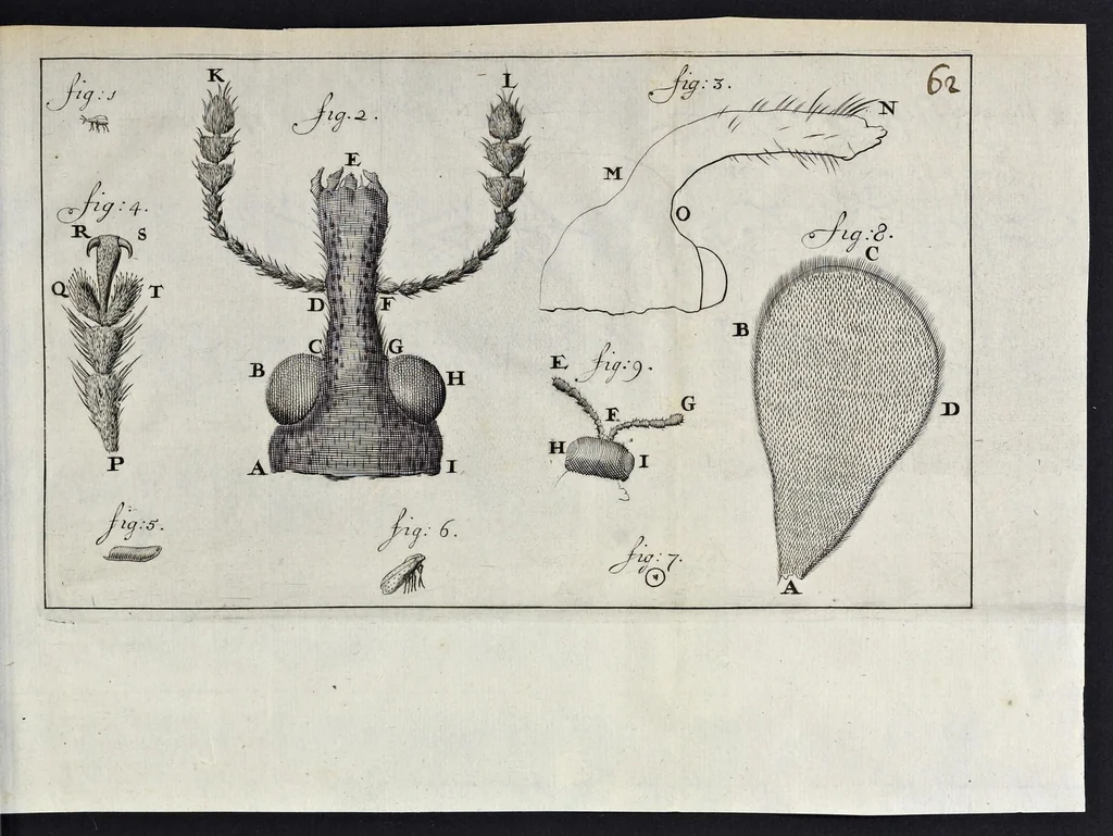 An illustration from Leeuwenhoeks werken, 1684, leaf 84