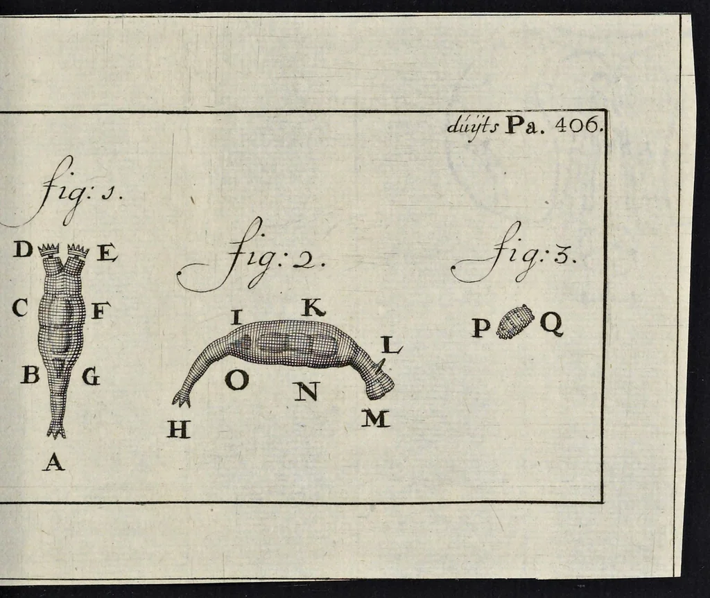 An illustration from Leeuwenhoeks werken, 1684, leaf 842