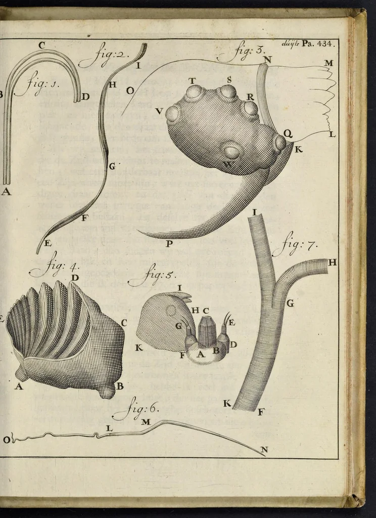 An illustration from Leeuwenhoeks werken, 1684, leaf 874