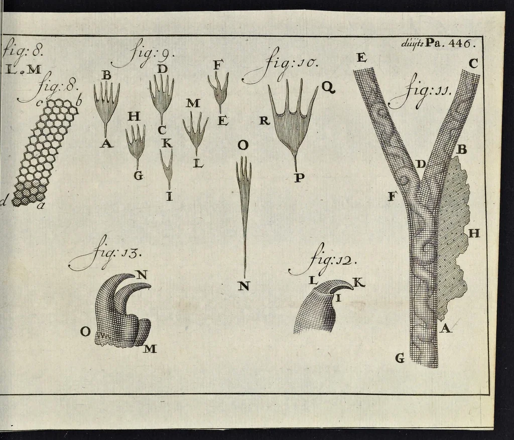 An illustration from Leeuwenhoeks werken, 1684, leaf 888
