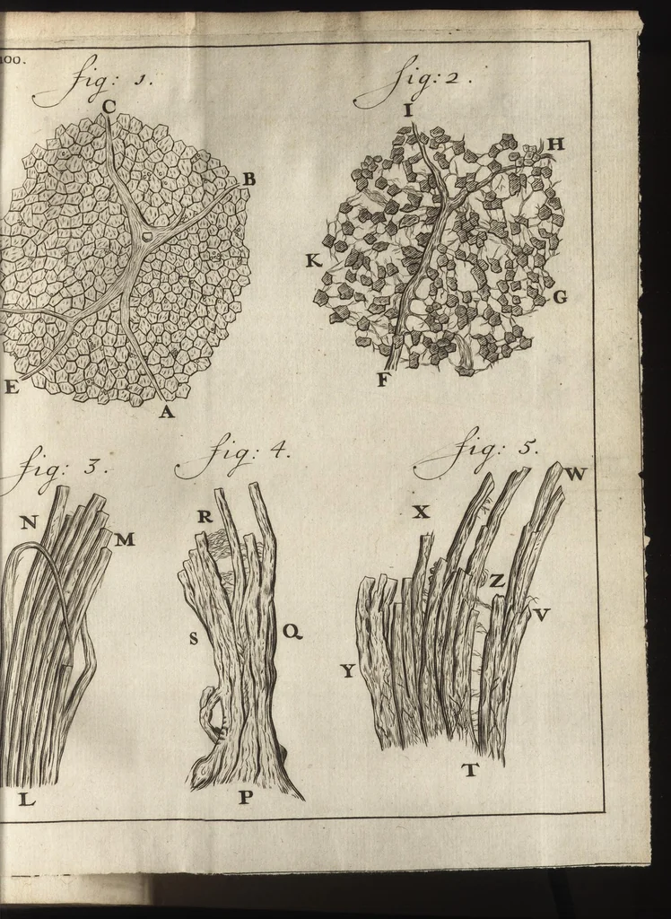 An illustration from Leeuwenhoeks werken, 1684, leaf 130