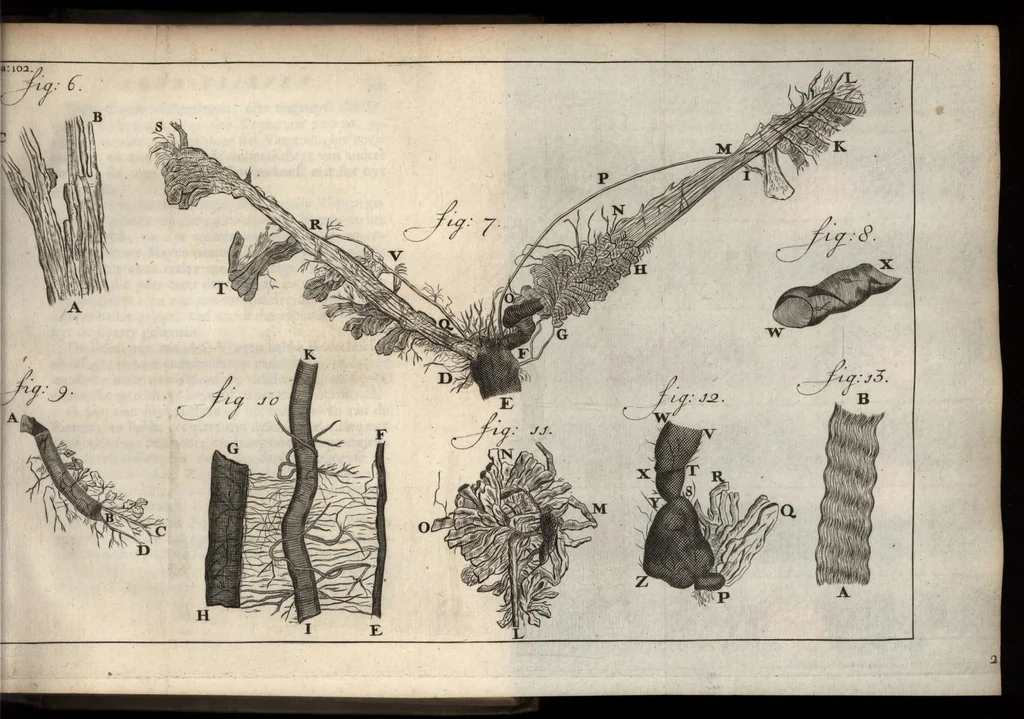 An illustration from Leeuwenhoeks werken, 1684, leaf 134
