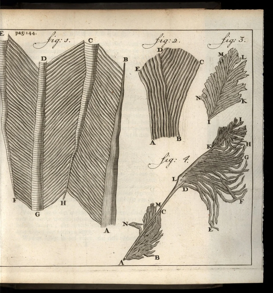 An illustration from Leeuwenhoeks werken, 1684, leaf 180