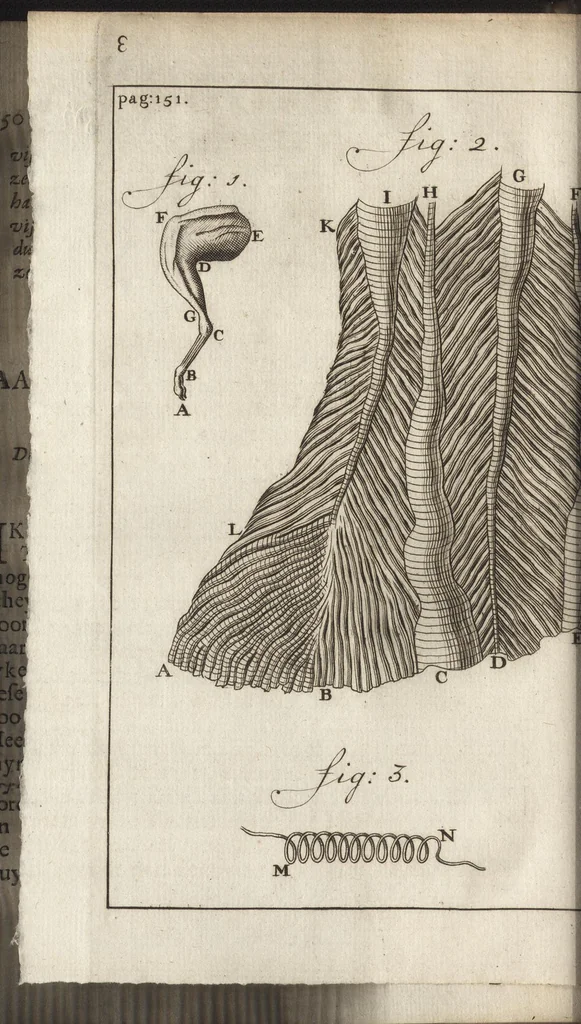 An illustration from Leeuwenhoeks werken, 1684, leaf 189