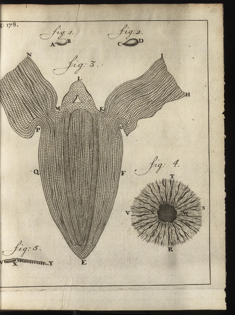 An illustration from Leeuwenhoeks werken, 1684, leaf 218