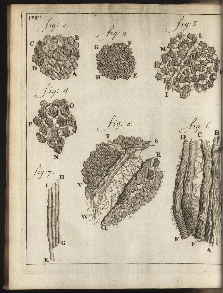 An illustration from Leeuwenhoeks werken, 1684, leaf 25