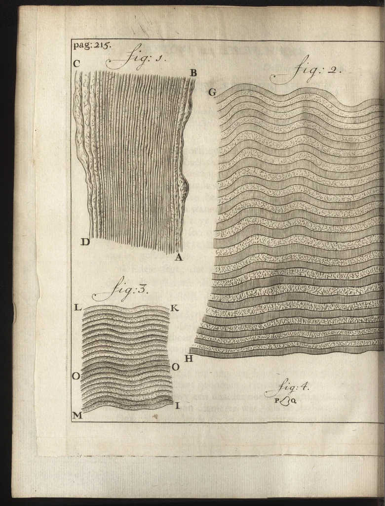 An illustration from Leeuwenhoeks werken, 1684, leaf 257