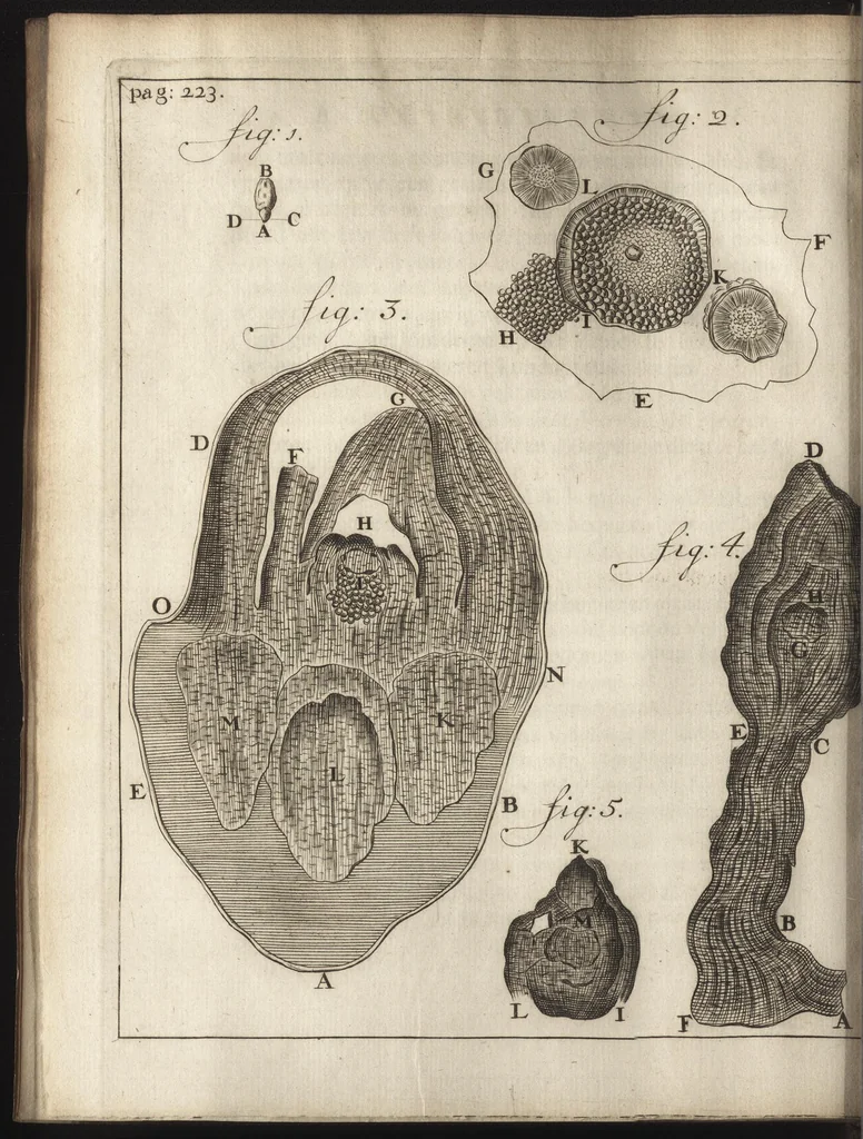 An illustration from Leeuwenhoeks werken, 1684, leaf 267