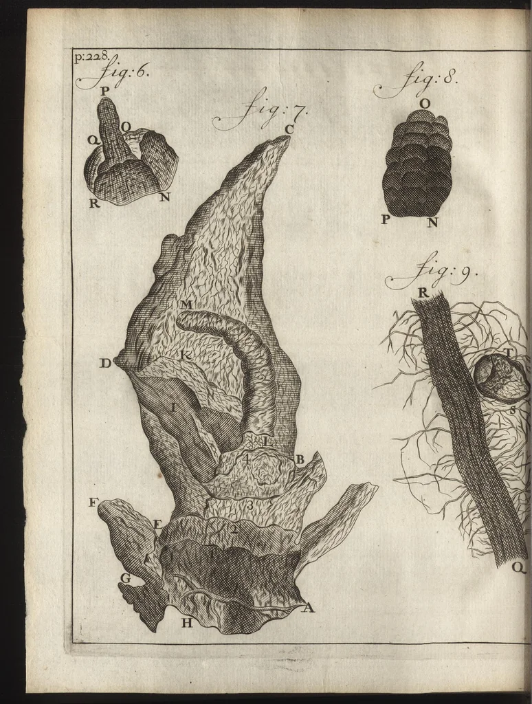 An illustration from Leeuwenhoeks werken, 1684, leaf 273