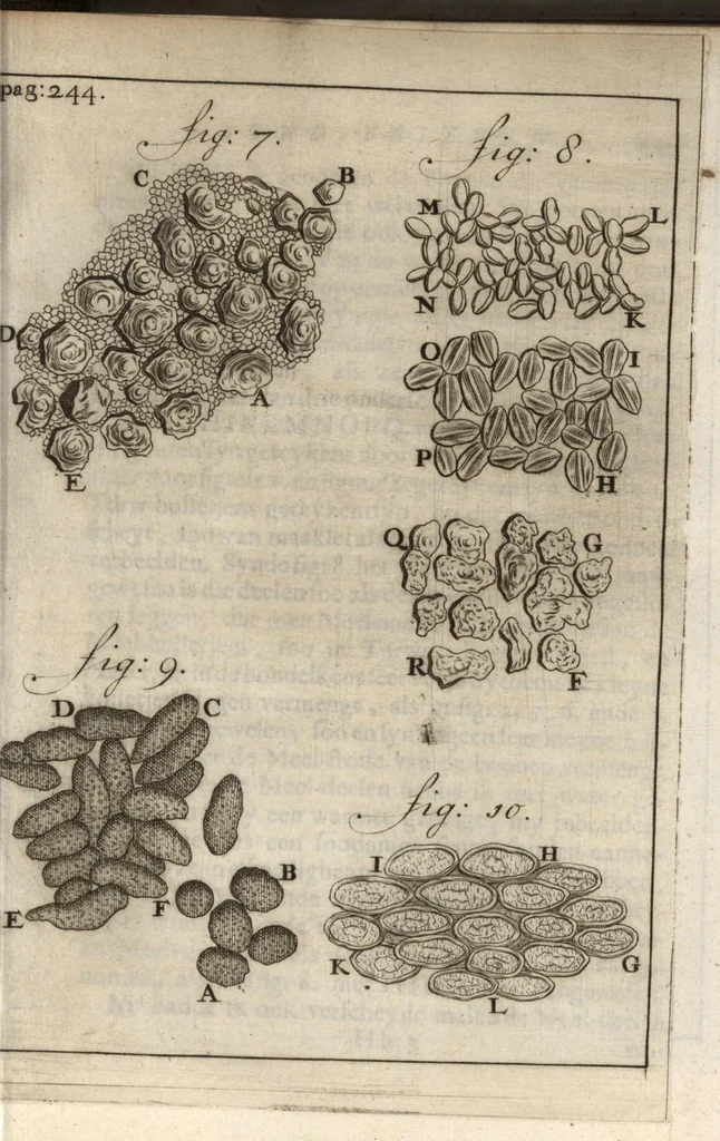 An illustration from Leeuwenhoeks werken, 1684, leaf 294