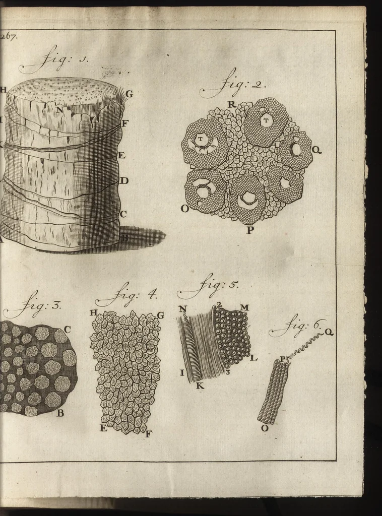 An illustration from Leeuwenhoeks werken, 1684, leaf 316