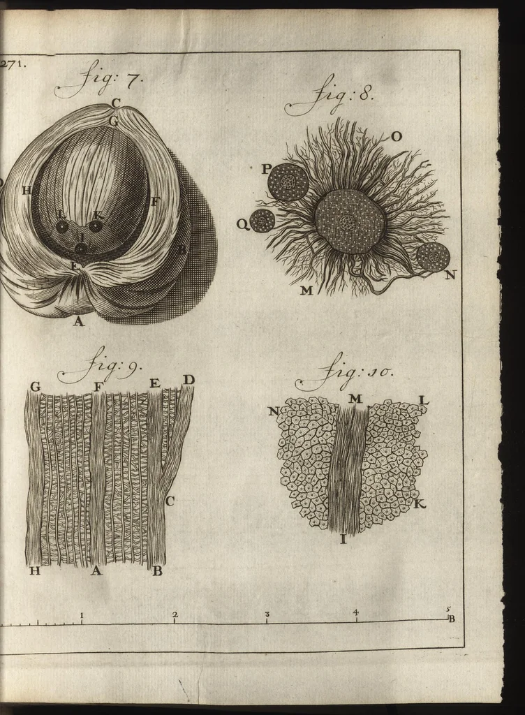 An illustration from Leeuwenhoeks werken, 1684, leaf 322