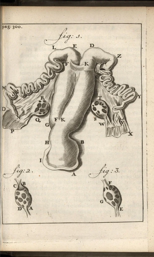 An illustration from Leeuwenhoeks werken, 1684, leaf 354