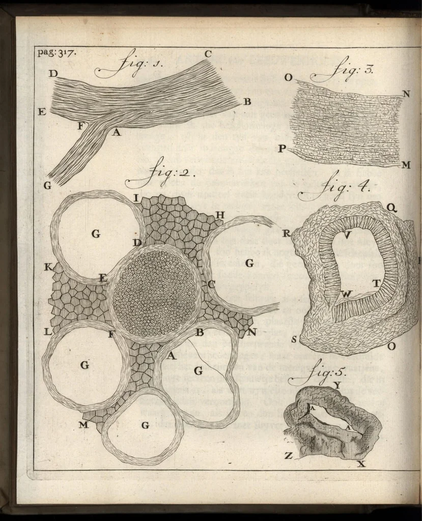 An illustration from Leeuwenhoeks werken, 1684, leaf 373