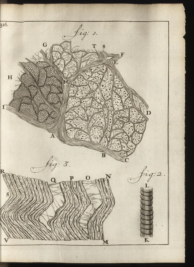 An illustration from Leeuwenhoeks werken, 1684, leaf 384