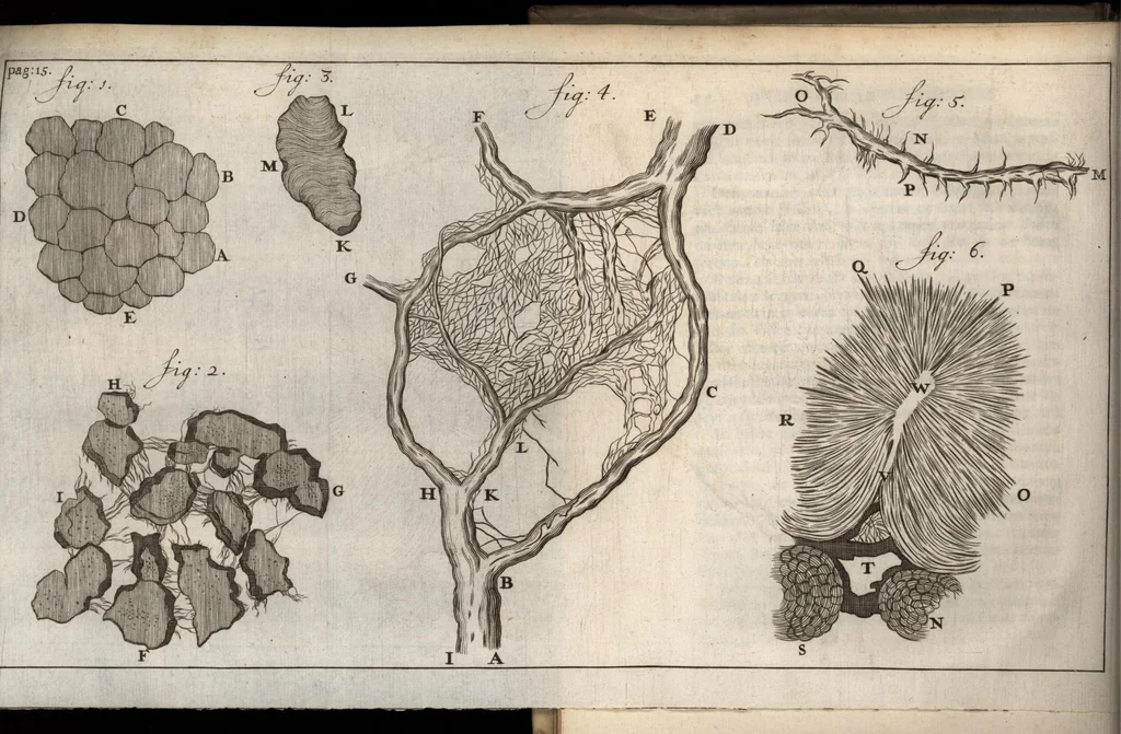 An illustration from Leeuwenhoeks werken, 1684, leaf 39