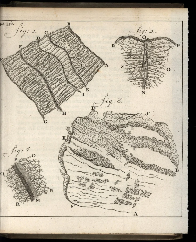 An illustration from Leeuwenhoeks werken, 1684, leaf 398