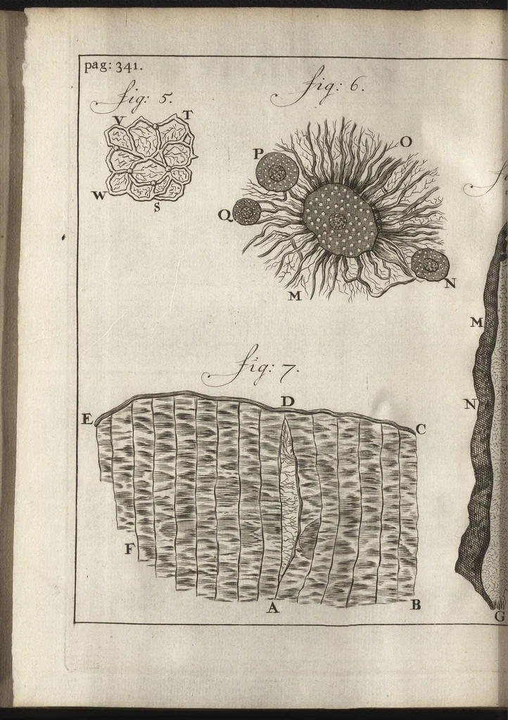 An illustration from Leeuwenhoeks werken, 1684, leaf 403