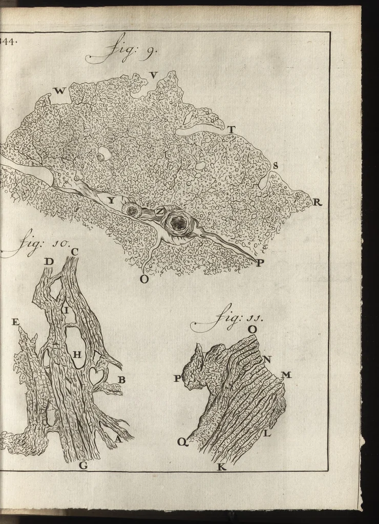 An illustration from Leeuwenhoeks werken, 1684, leaf 408