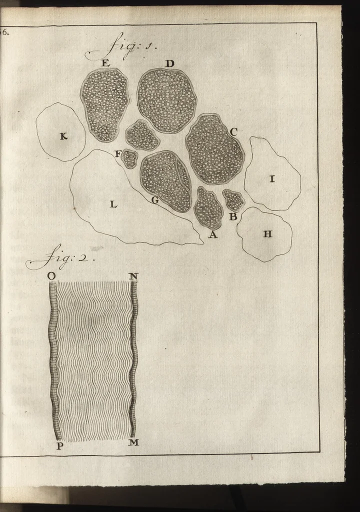 An illustration from Leeuwenhoeks werken, 1684, leaf 432