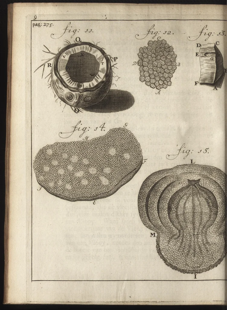 An illustration from Leeuwenhoeks werken, 1684, leaf 445