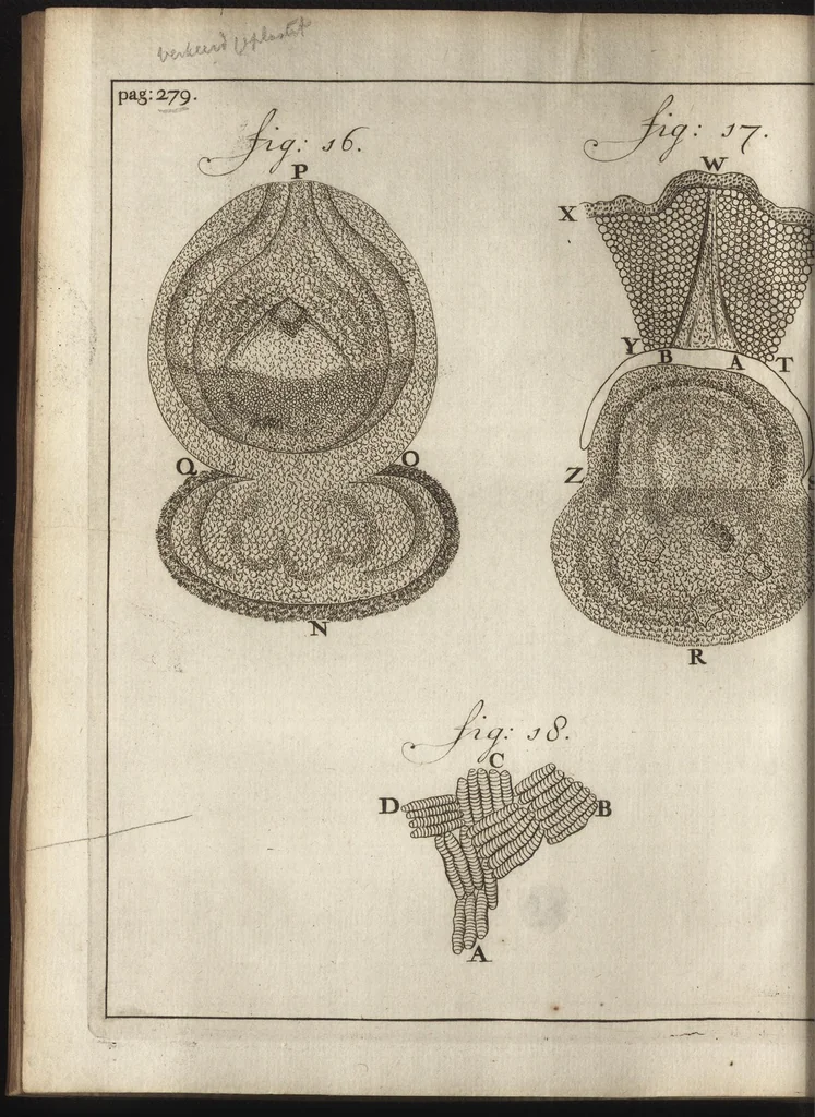 An illustration from Leeuwenhoeks werken, 1684, leaf 451