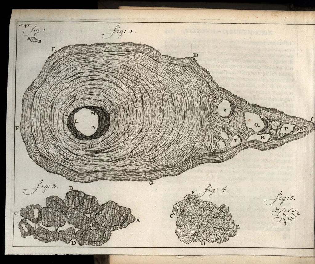 An illustration from Leeuwenhoeks werken, 1684, leaf 475