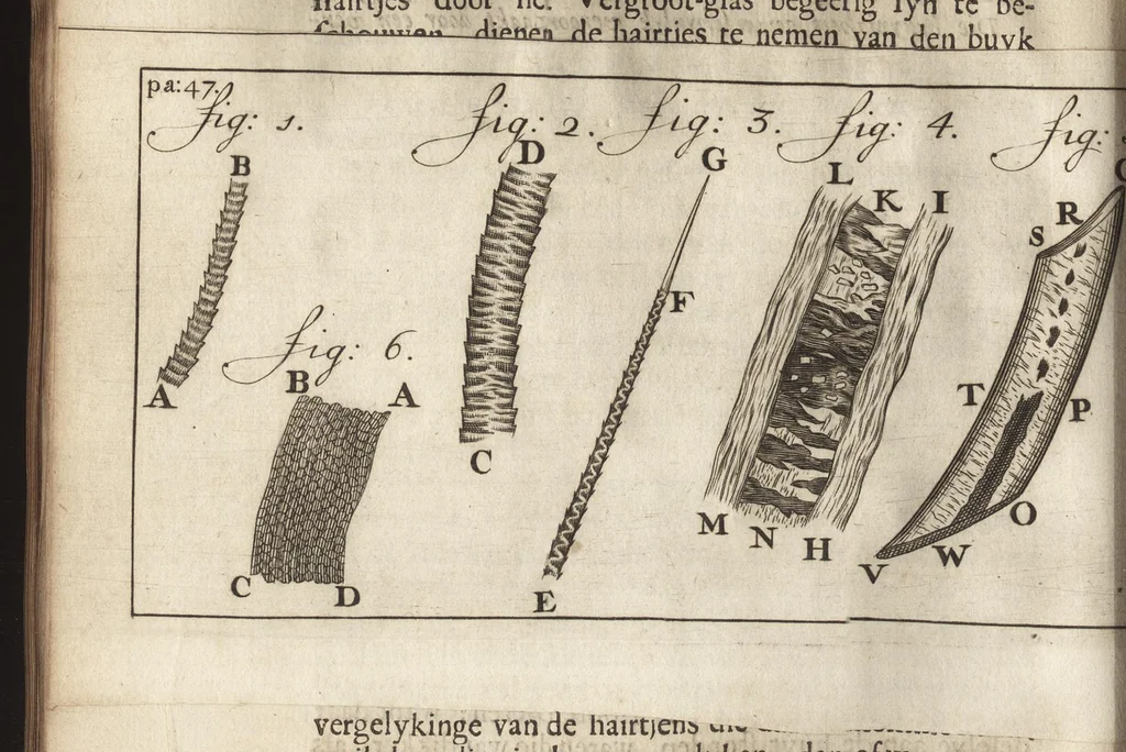 An illustration from Leeuwenhoeks werken, 1684, leaf 75