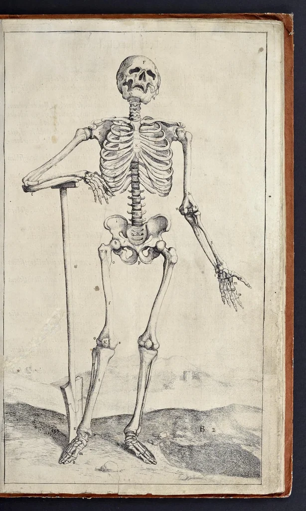 An illustration from Anatomie der wtterlicke deelen van het menschelick lichaem : dienende om te verstaen, ende volkomentlick wt te beelden alle beroerlicheit des selven lichaems, 1634, leaf 16