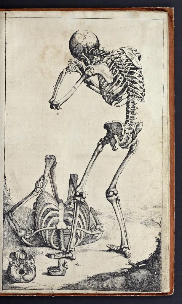 An illustration from Anatomie der wtterlicke deelen van het menschelick lichaem : dienende om te verstaen, ende volkomentlick wt te beelden alle beroerlicheit des selven lichaems, 1634, leaf 18