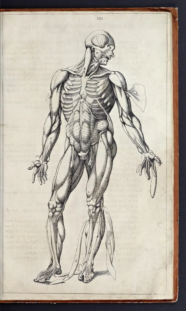 An illustration from Anatomie der wtterlicke deelen van het menschelick lichaem : dienende om te verstaen, ende volkomentlick wt te beelden alle beroerlicheit des selven lichaems, 1634, leaf 26