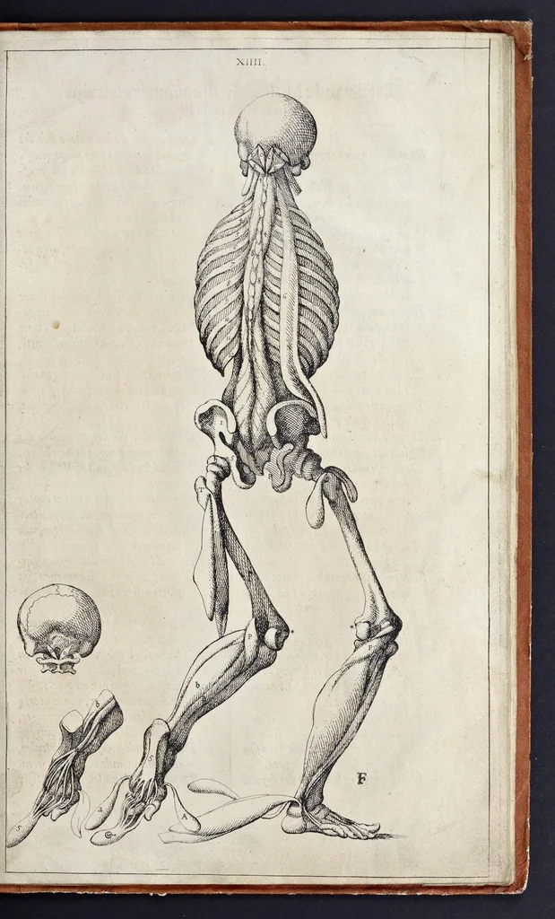 An illustration from Anatomie der wtterlicke deelen van het menschelick lichaem : dienende om te verstaen, ende volkomentlick wt te beelden alle beroerlicheit des selven lichaems, 1634, leaf 46
