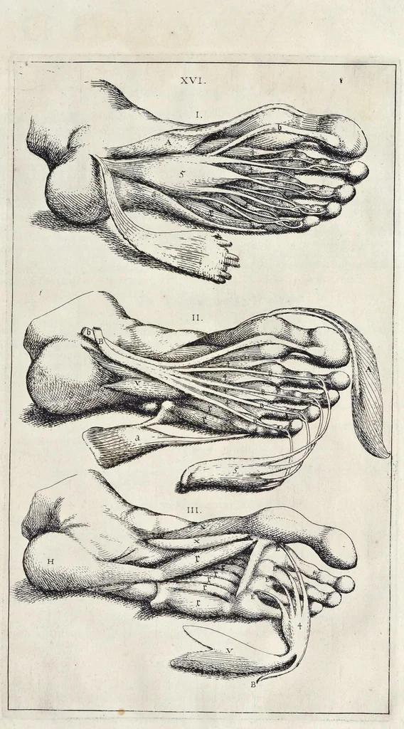 An illustration from Anatomie der wtterlicke deelen van het menschelick lichaem : dienende om te verstaen, ende volkomentlick wt te beelden alle beroerlicheit des selven lichaems, 1634, leaf 50