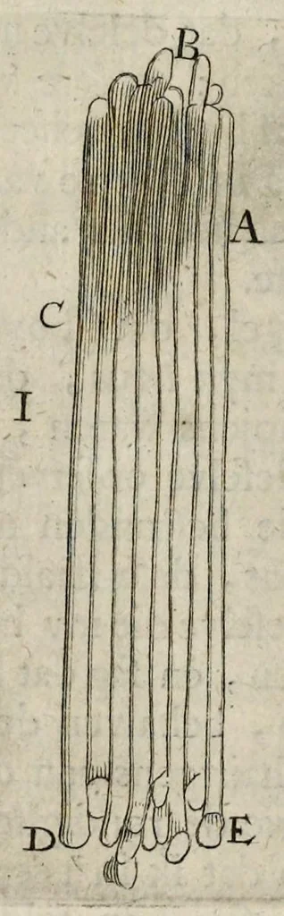 An illustration from Leeuwenhoeks werken, 1684, leaf 105