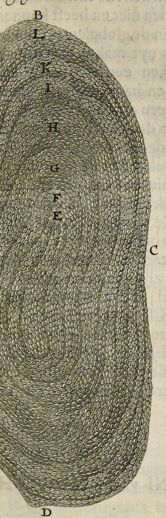 An illustration from Leeuwenhoeks werken, 1684, leaf 214