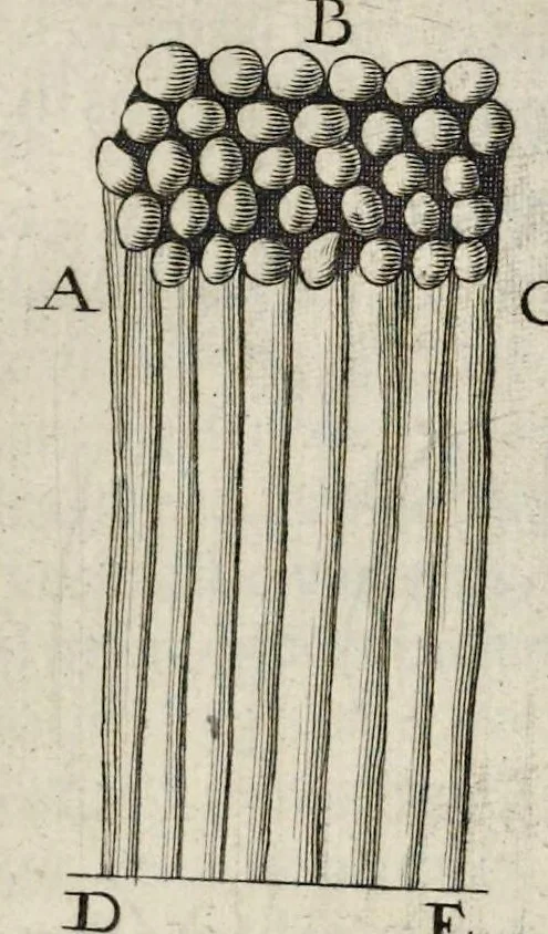 An illustration from Leeuwenhoeks werken, 1684, leaf 272