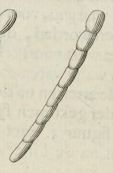 An illustration from Leeuwenhoeks werken, 1684, leaf 275